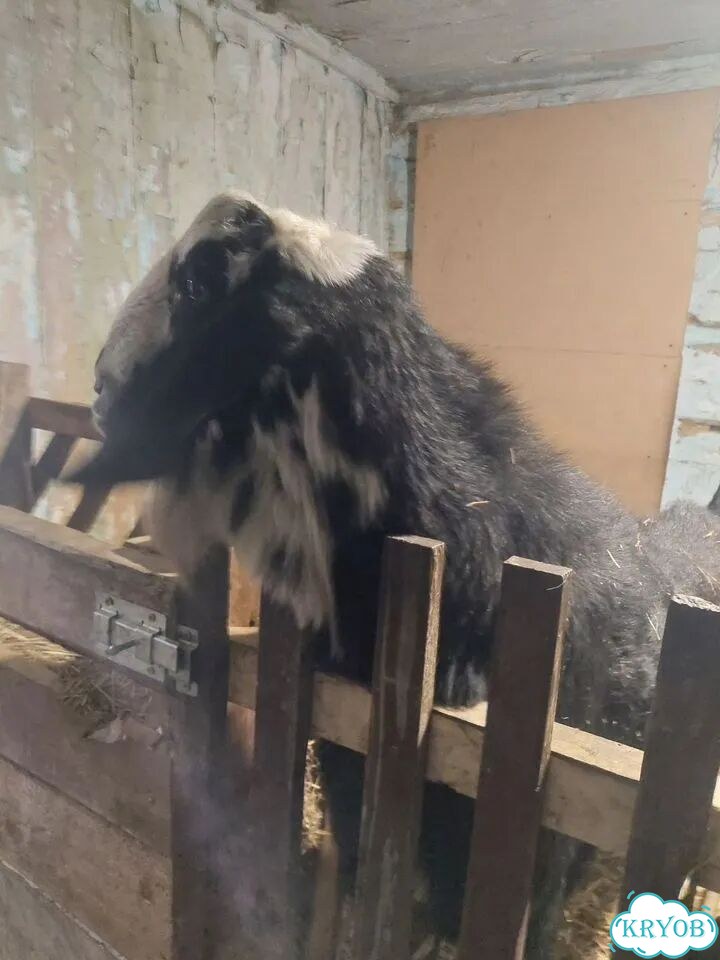 Козлик 3 месяца фото 5