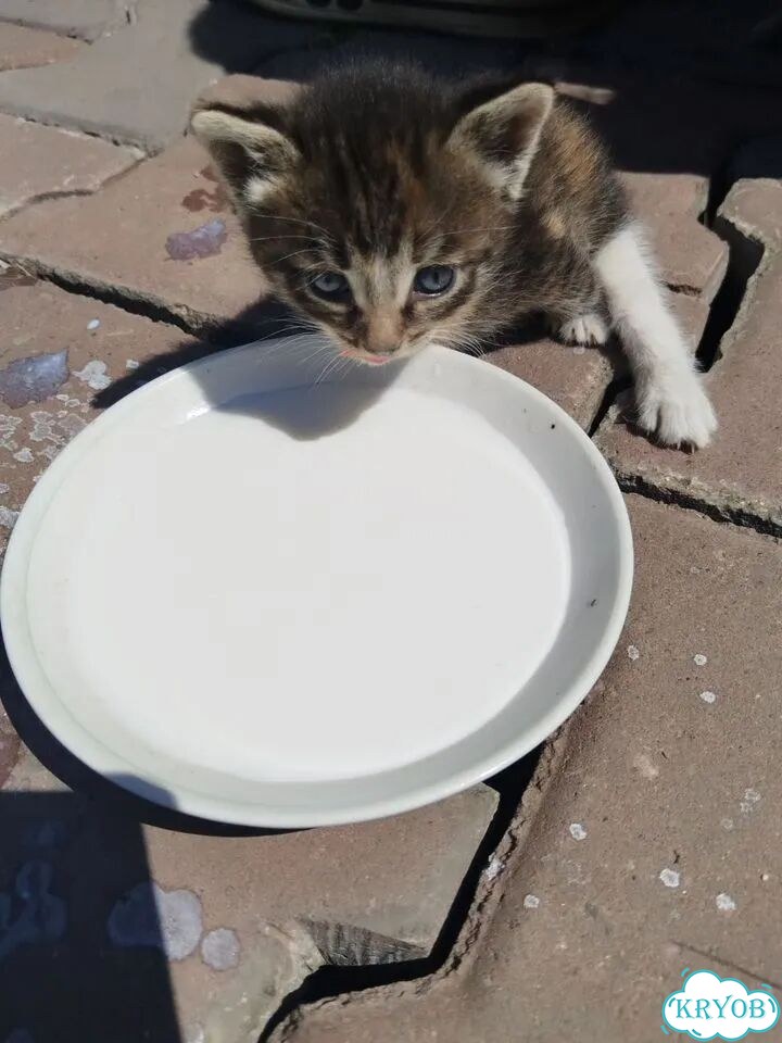 Котёнок в добрые руки фото 1