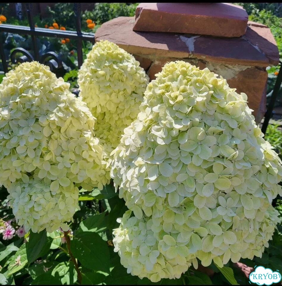 Гортензия метельчатая фото 2